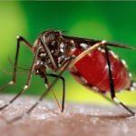 50 % de casos de dengue en Colombia se diagnóstica tarde