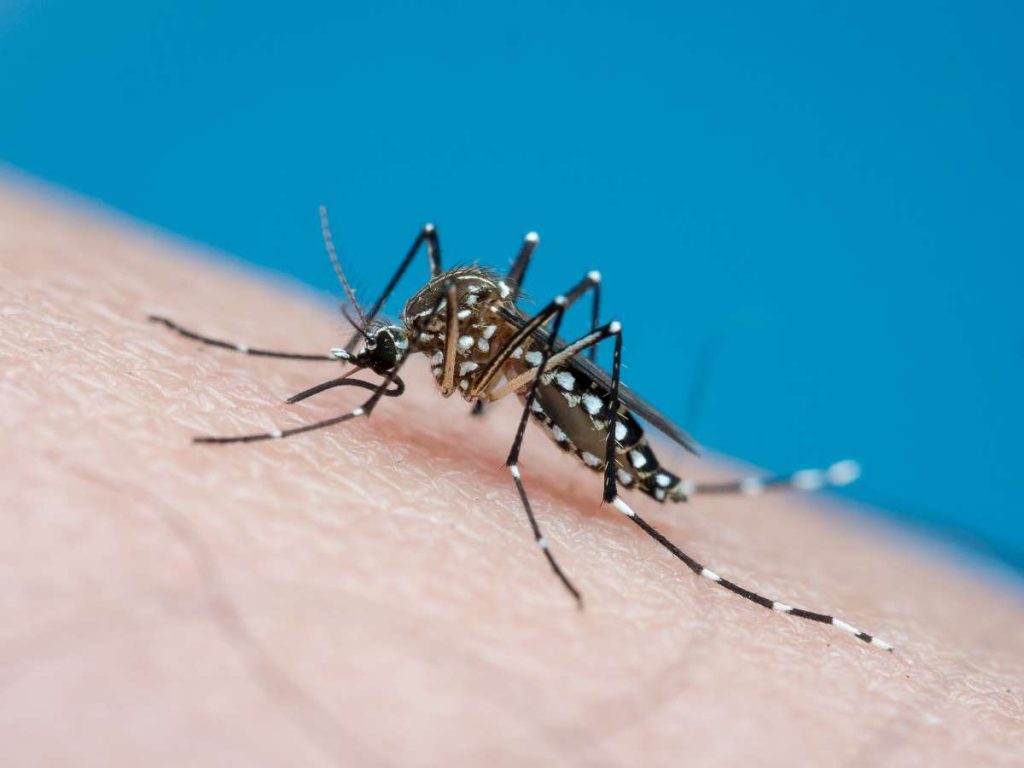 Dengue en Colombia: cifras de alerta tras primer semestre de 2026 / Getty Images