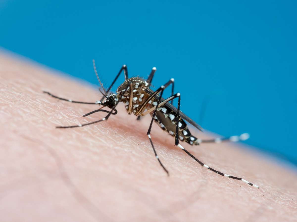 Dengue en Colombia: cifras de alerta tras primer semestre de 2026 / Getty Images