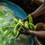 Salud campesina: cómo prevenir intoxicaciones con hábitos fáciles / Getty Images