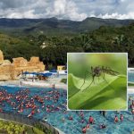 Dengue en vacaciones se previene en receso escolar en Colombia / Composición de fotos con Cafam Melgar y Grok